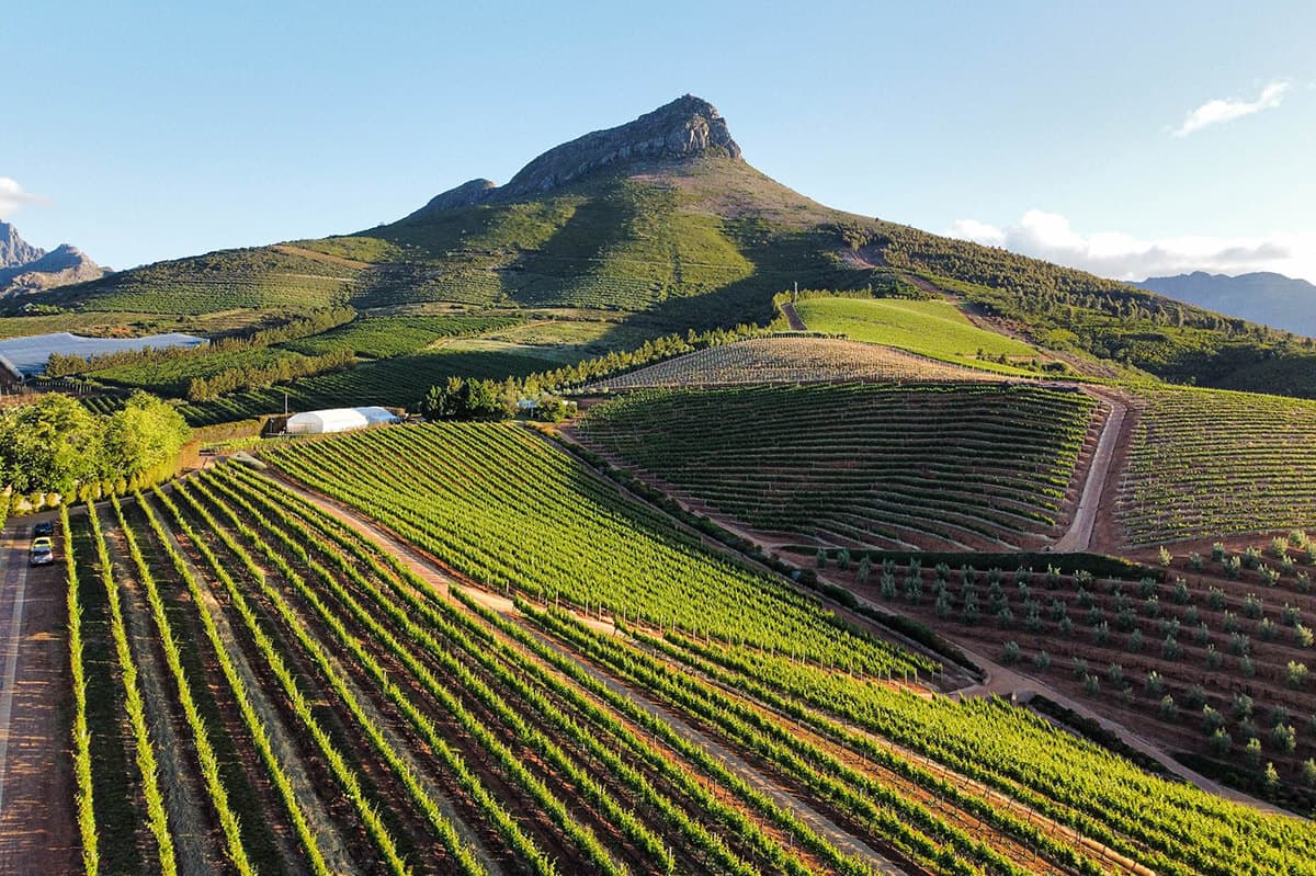 Cape Winelands vineyard at golden hour