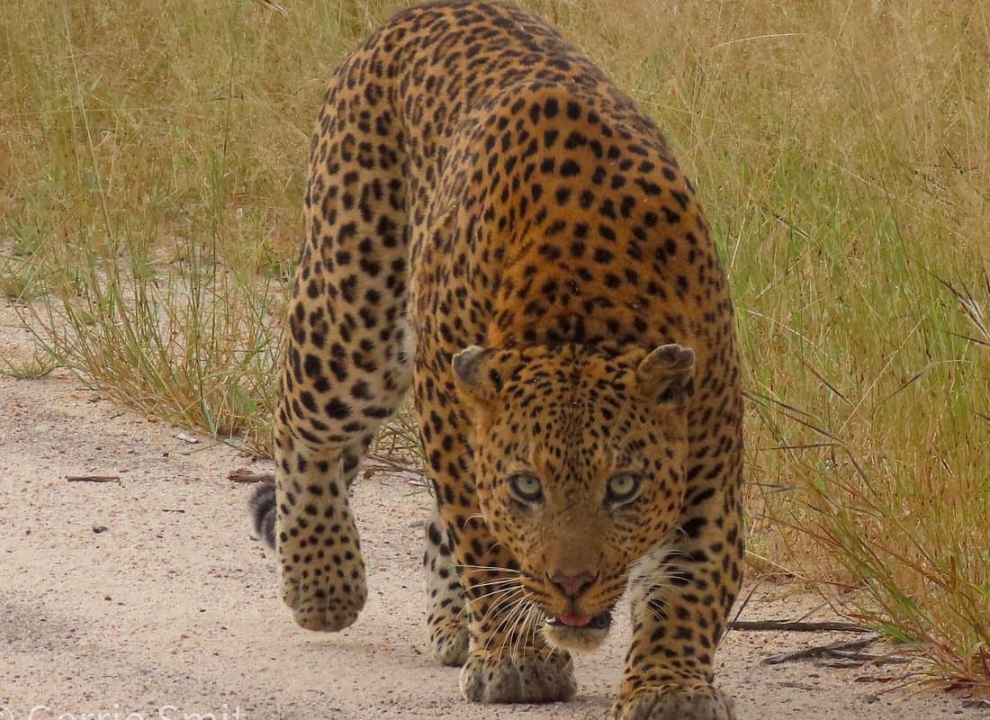 Leopard Sabi Sand Game Reserve South Africa